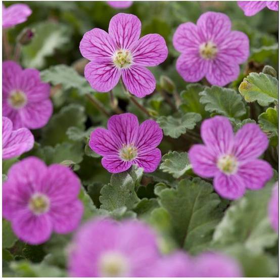 Erodium variabile 'Bishop's Form' - Bec de grue - Image 6