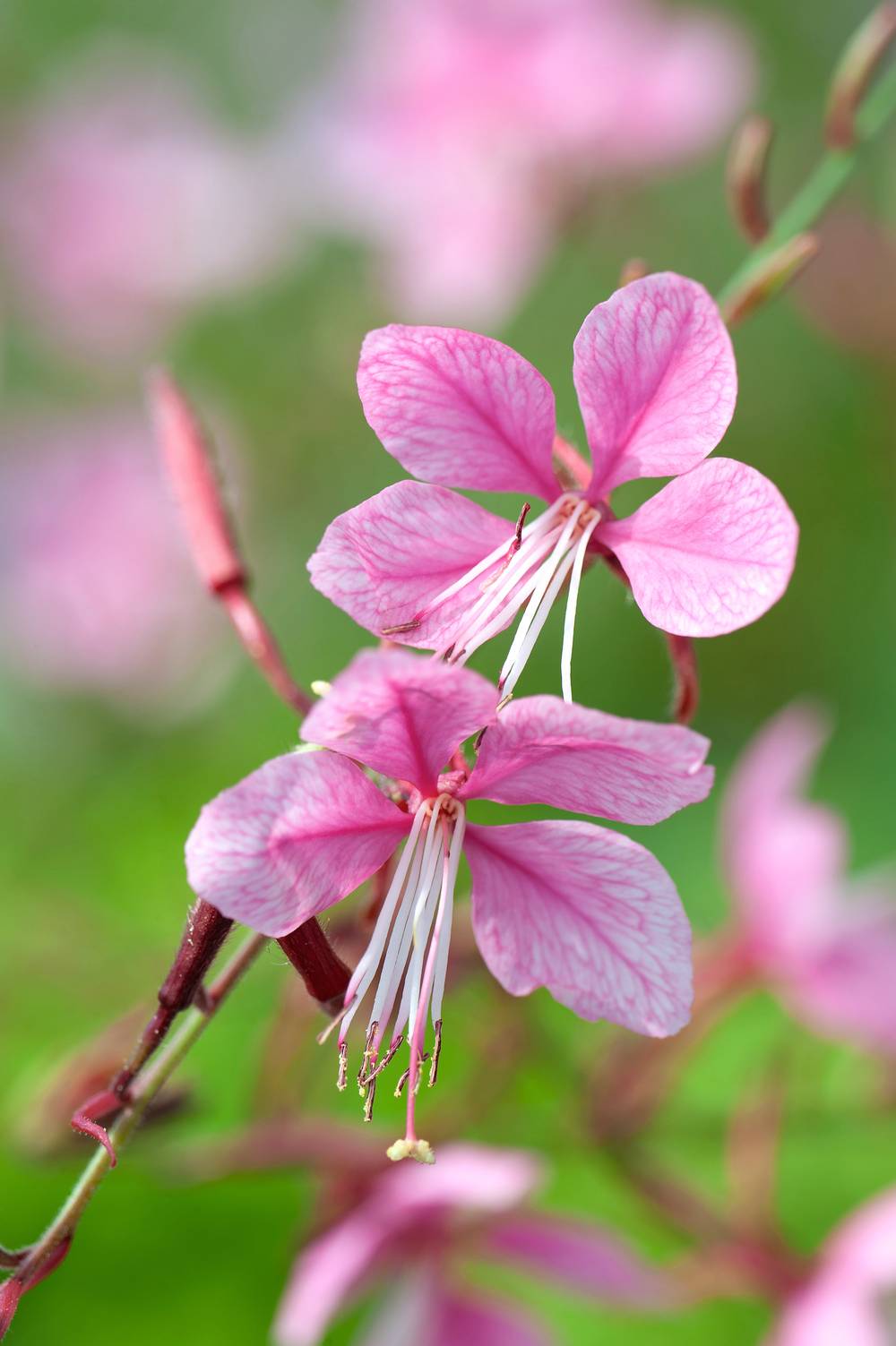 Gaura lindheimeri 'Siskiyou Pink'
