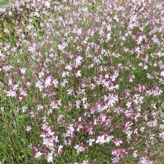 Gaura lindheimeri 'Rosy Jane' - Image 1