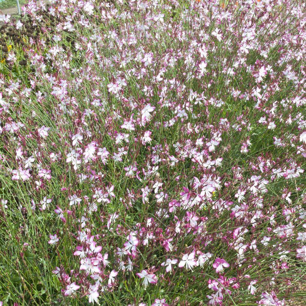 Gaura lindheimeri 'Rosy Jane'