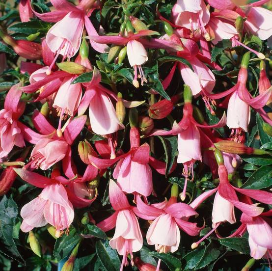 Fuchsia 'Mrs Popple'
