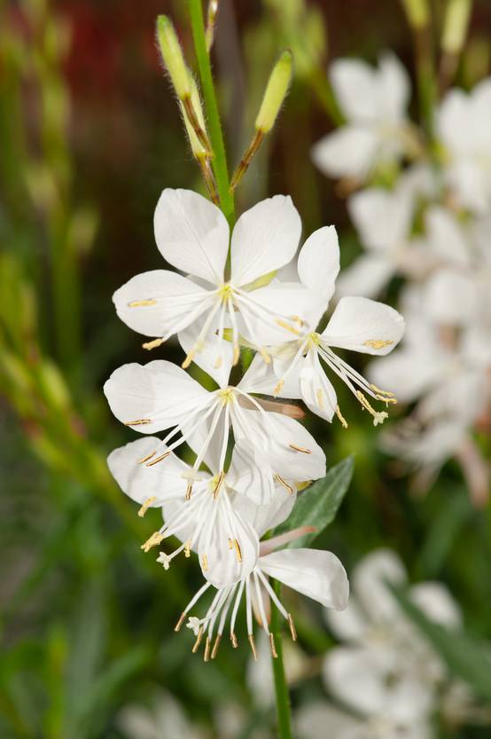 Gaura lindheimeri 'Gaudi White'