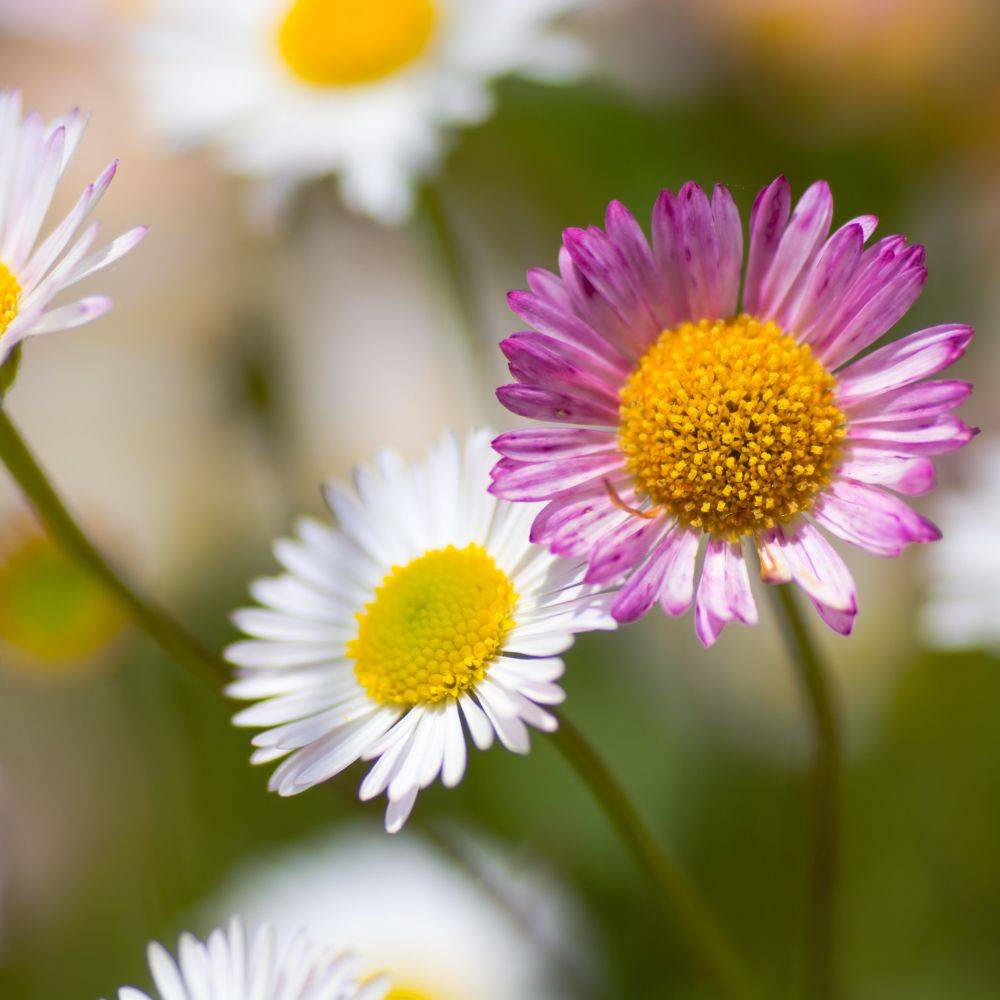 Erigeron karvinskianus
