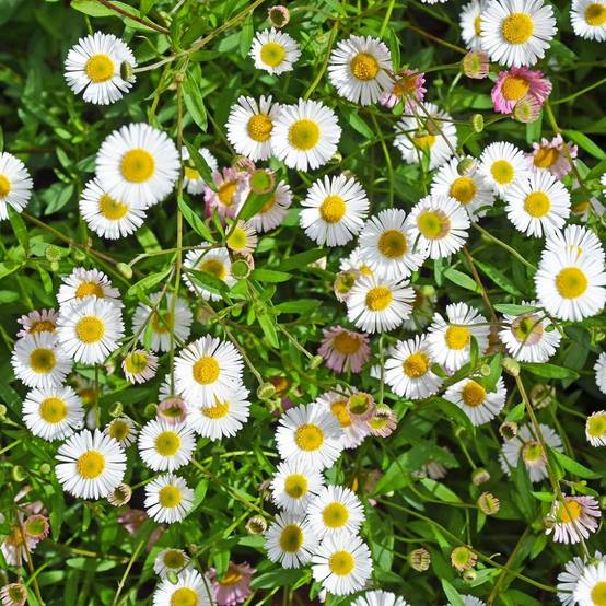 Erigeron karvinskianus - Image 3