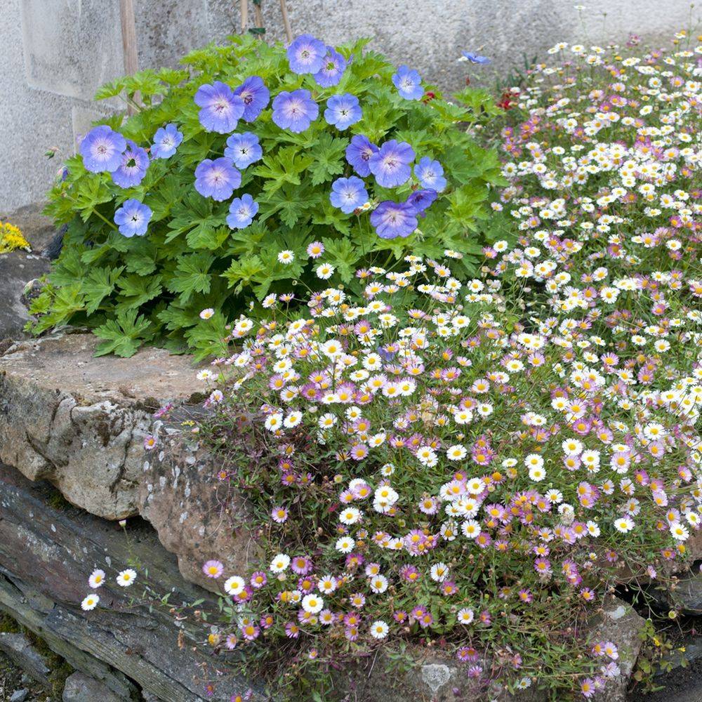 Erigeron karvinskianus - Image 7