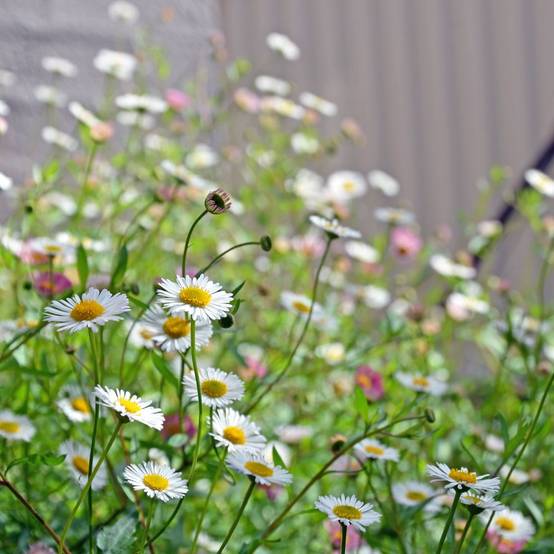 Erigeron karvinskianus - Image 8