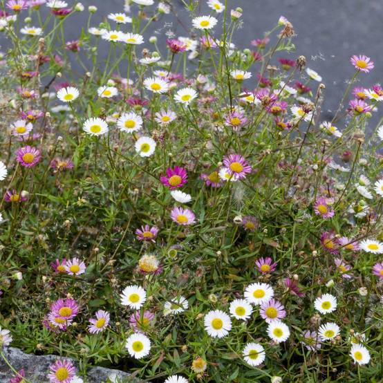Erigeron karvinskianus - Image 11