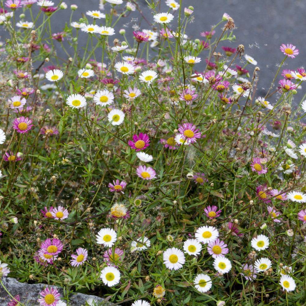 Erigeron karvinskianus - Image 11