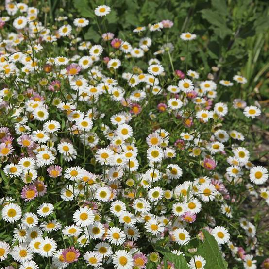 Erigeron karvinskianus - Image 13