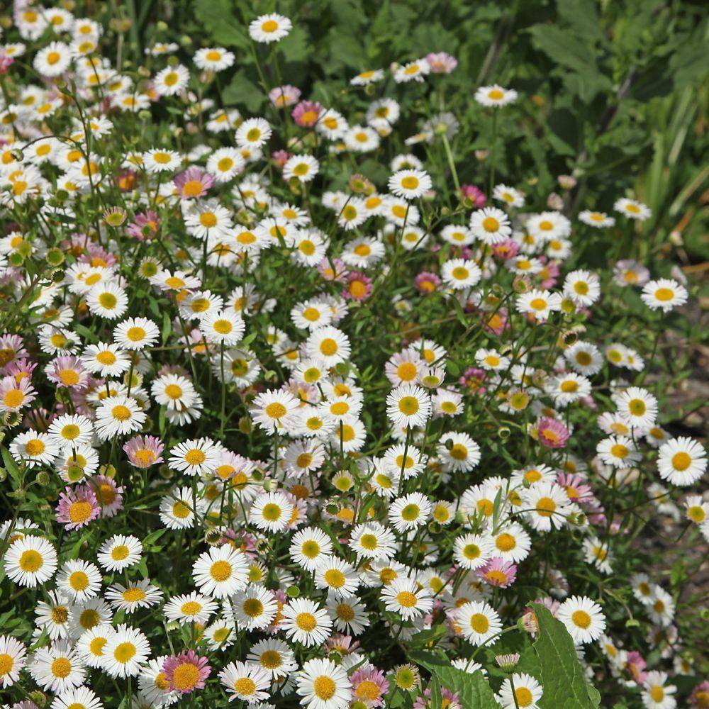 Erigeron karvinskianus - Image 13