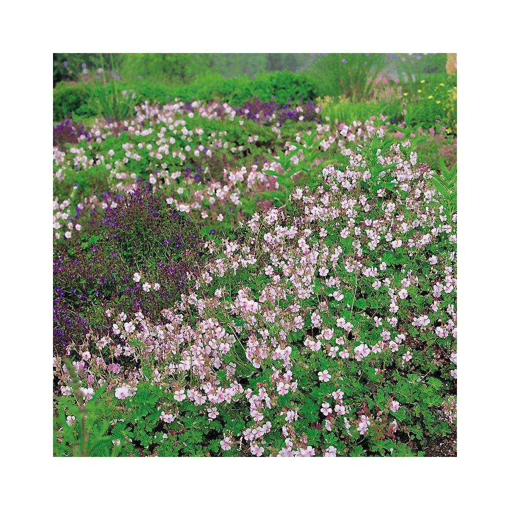 Géranium cantabrigiense 'Biokovo' - Géranium vivace - Image 5