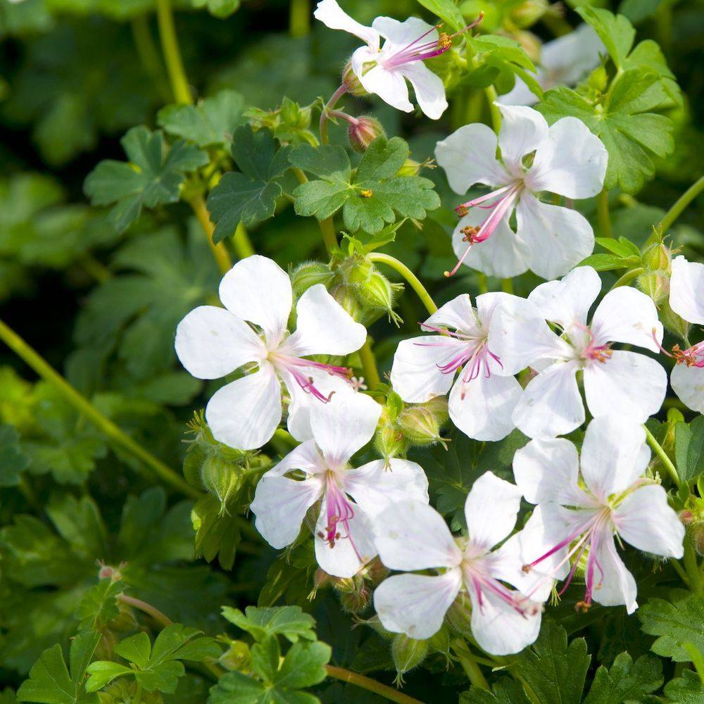 Géranium cantabrigiense 'Biokovo' - Géranium vivace - Image 3