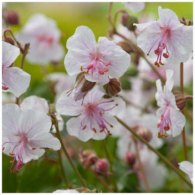 Géranium cantabrigiense 'Biokovo' - Géranium vivace - Image 7