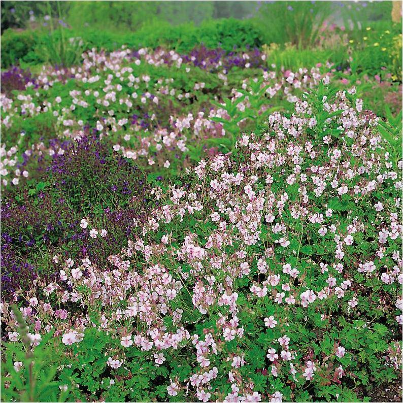 Géranium cantabrigiense 'Biokovo' - Géranium vivace - Image 10