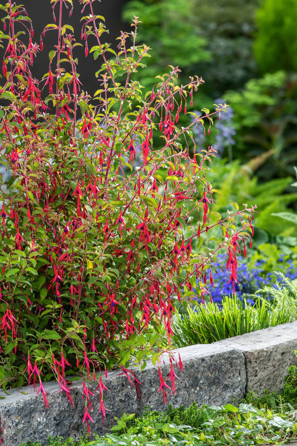 Fuchsia 'Riccartonii'