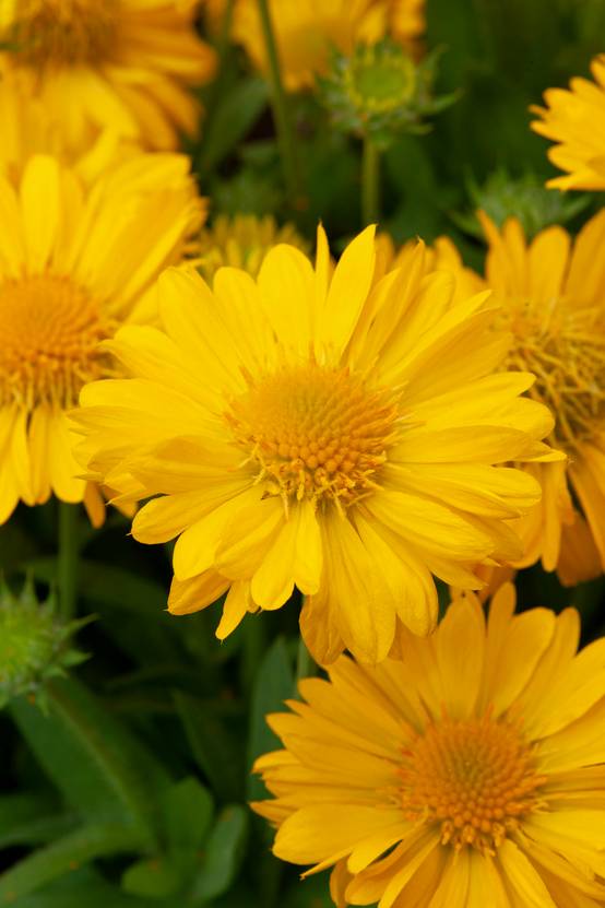Gaillardia grandiflora Mesa Yellow - Gaillarde