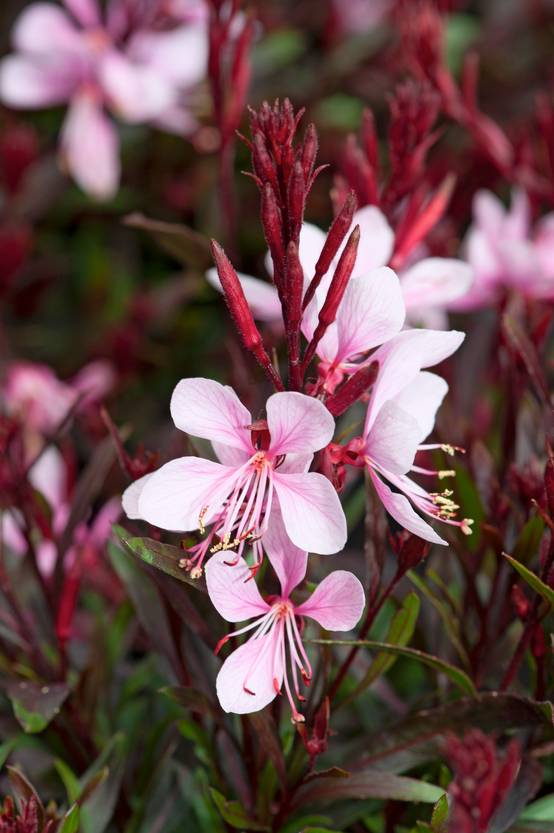 Gaura lindheimeri 'Gaudi Light Pink'