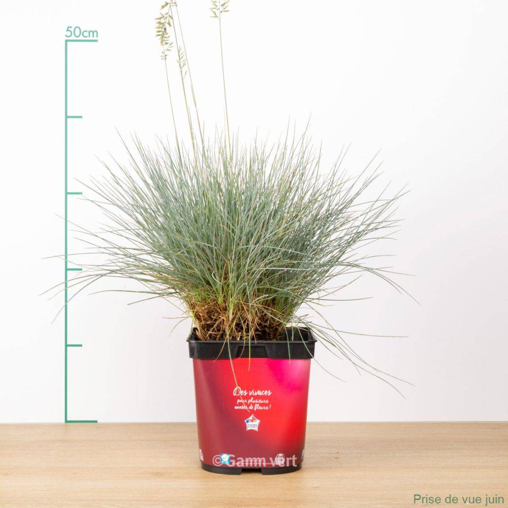 Festuca glauca 'Elijah Blue' - Graminée Fétuque bleue - Image 6