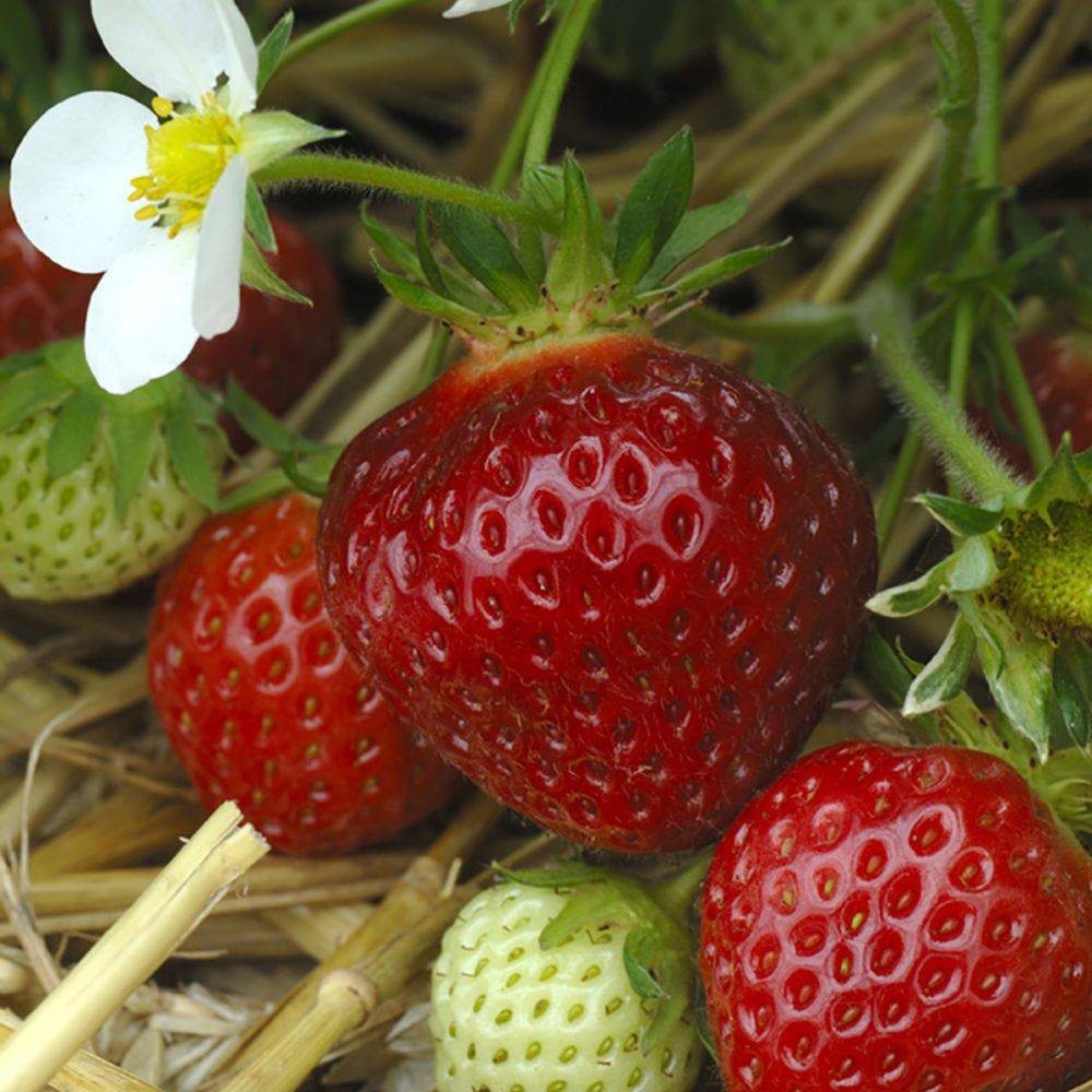 Fraisier 'Cirano' - Image 3