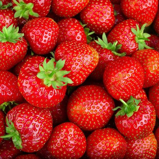 Fraisier 'Cirano' - Image 4