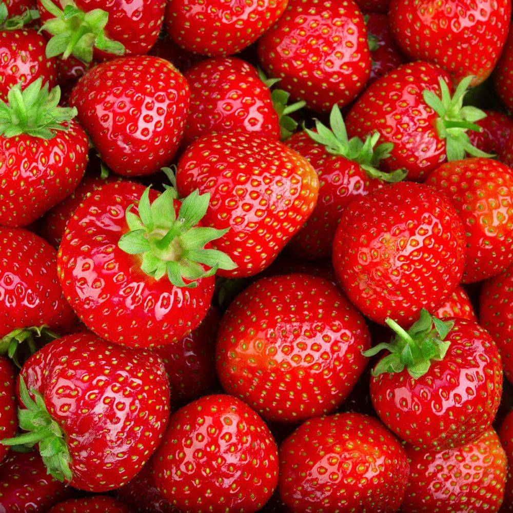 Fraisier 'Cirano' - Image 4
