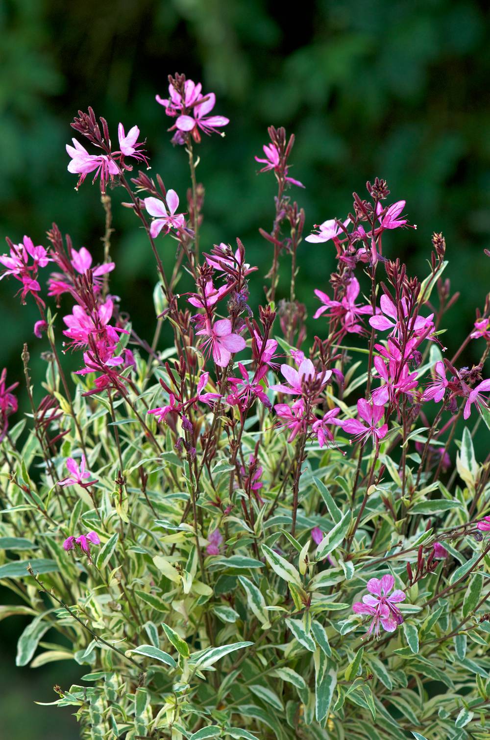 Gaura lindheimeri 'Pink Panache'