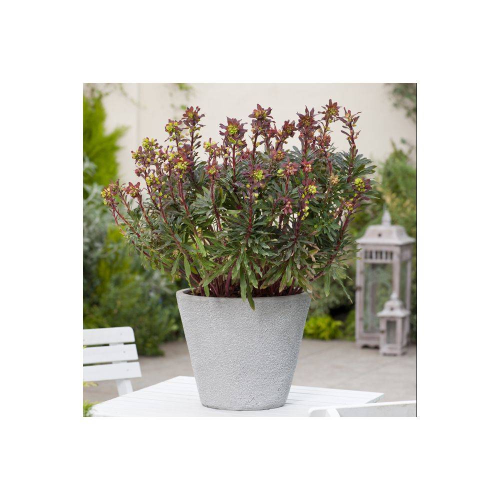Euphorbia amygdaloides 'Purpurea' - Euphorbe vivace - Image 1