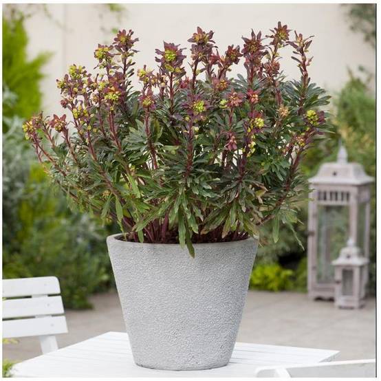 Euphorbia amygdaloides 'Purpurea' - Euphorbe vivace - Image 4