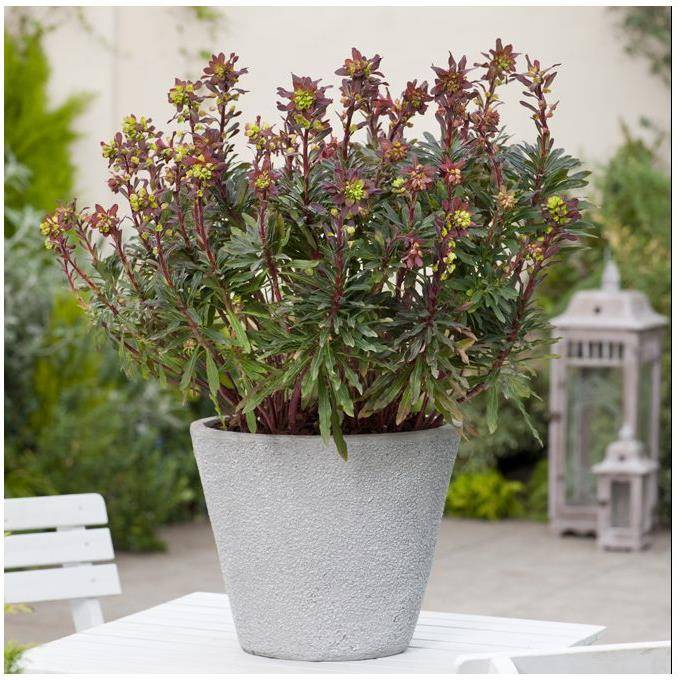 Euphorbia amygdaloides 'Purpurea' - Euphorbe vivace - Image 4