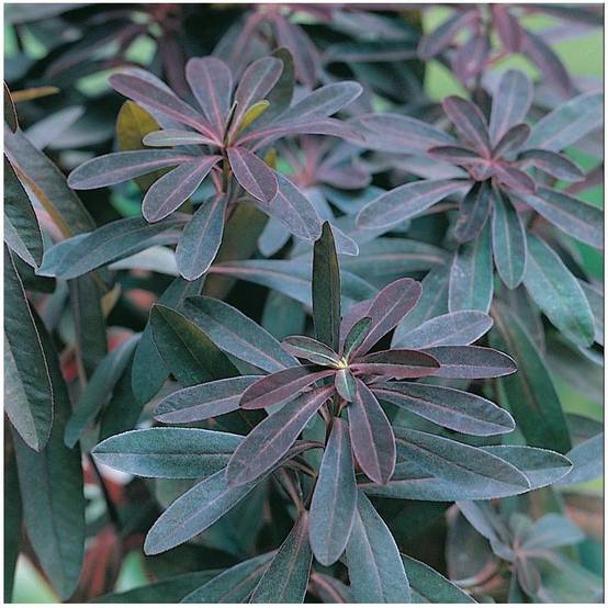 Euphorbia amygdaloides 'Purpurea' - Euphorbe vivace - Image 5