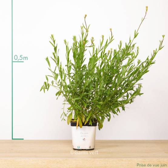 Gaura lindheimeri 'Short Form' - Image 2