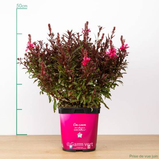 Gaura lindheimeri 'Gaudi Red' - Image 1