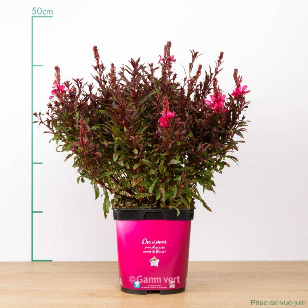 Gaura lindheimeri 'Gaudi Red' - Image 1