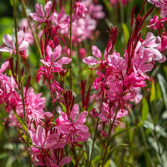 Gaura lindheimeri 'Gaudi Red' - Image 4