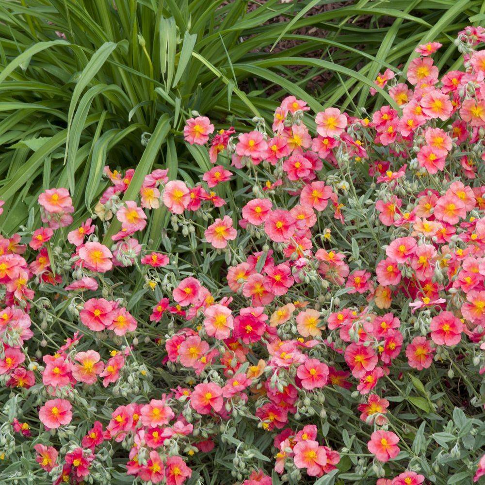 Helianthemum ben hope - Image 2