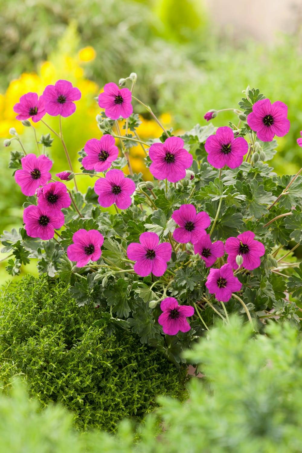Géranium cinereum 'Splendens' - Géranium vivace