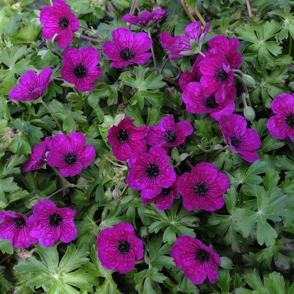Géranium cinereum 'Splendens' - Géranium vivace - Image 2
