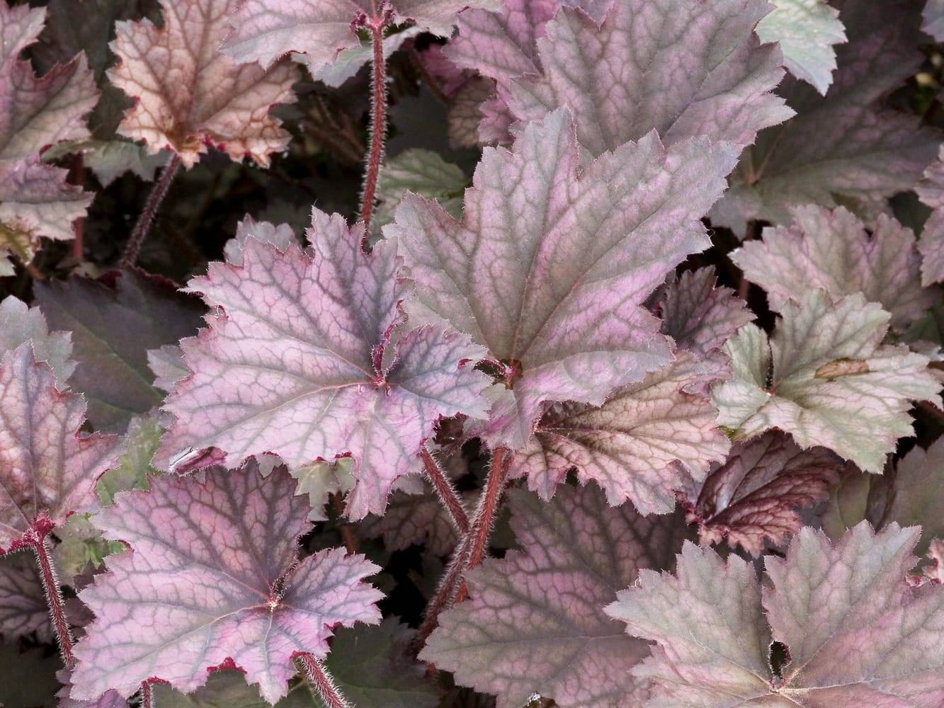 Heuchera 'Frost' - Heuchère