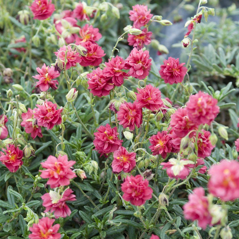 Helianthemum 'Cerise Queen' - Helianthème - Image 1
