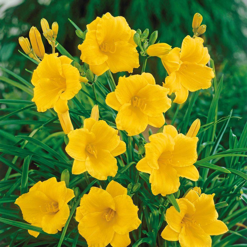 Hemerocallis 'Stella De Oro' - Hémerocalle (Lys d'un jour) - Image 1