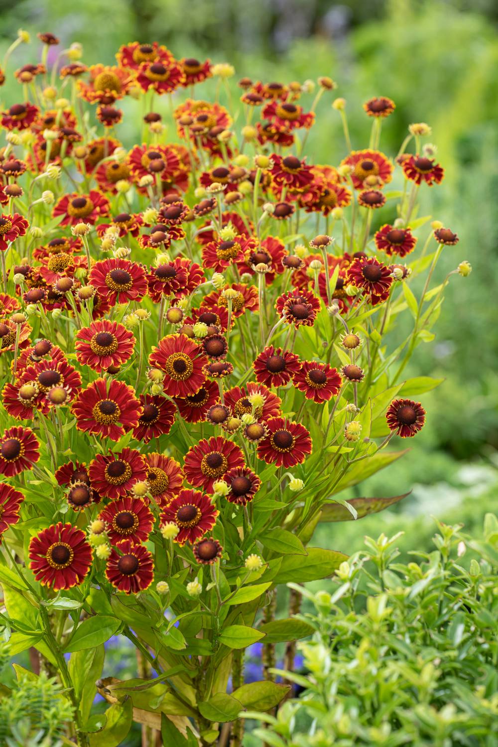 Helenium 'Strawberry Sundae' - Hélénie