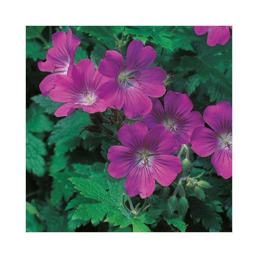 Géranium 'Sirak' - Géranium vivace - Image 1