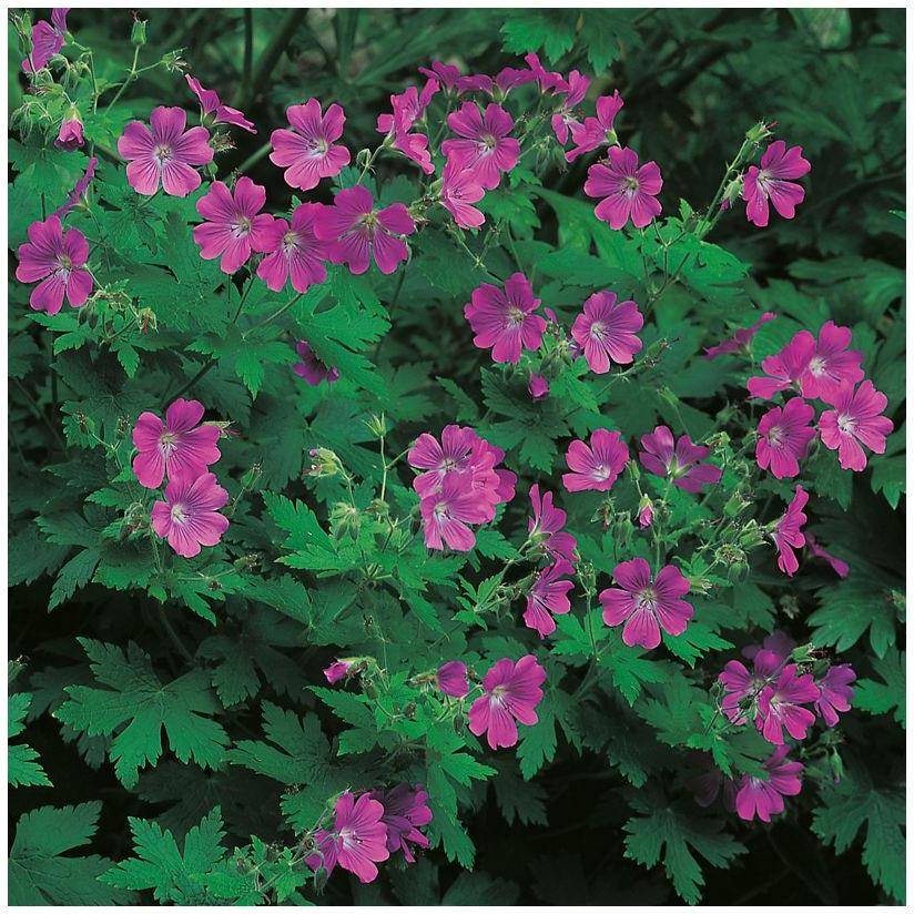 Géranium 'Sirak' - Géranium vivace - Image 4