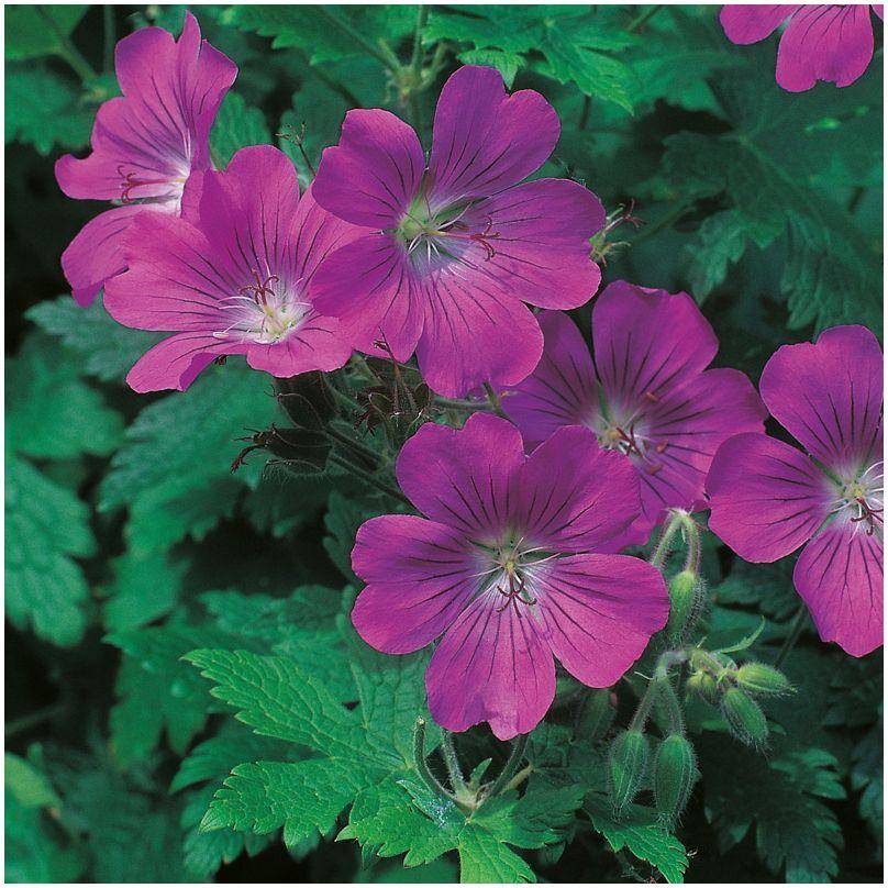 Géranium 'Sirak' - Géranium vivace - Image 3