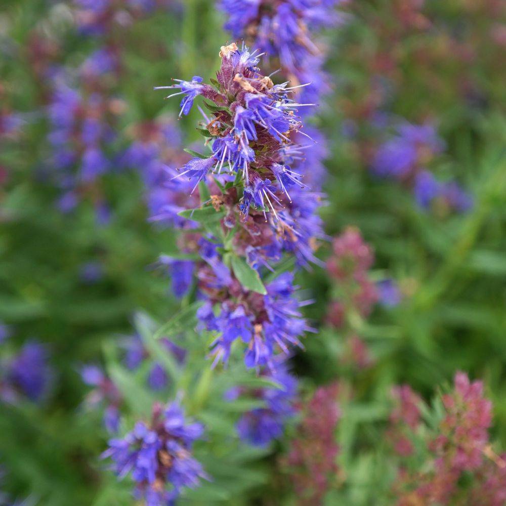 Hysope officinale - Prêt à consommer - Image 1