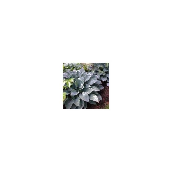 Hosta sieboldiana 'Elegans' - Image 1