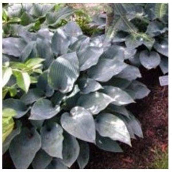 Hosta sieboldiana 'Elegans' - Image 2