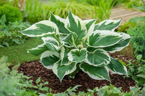 Hosta 'Minute Man'