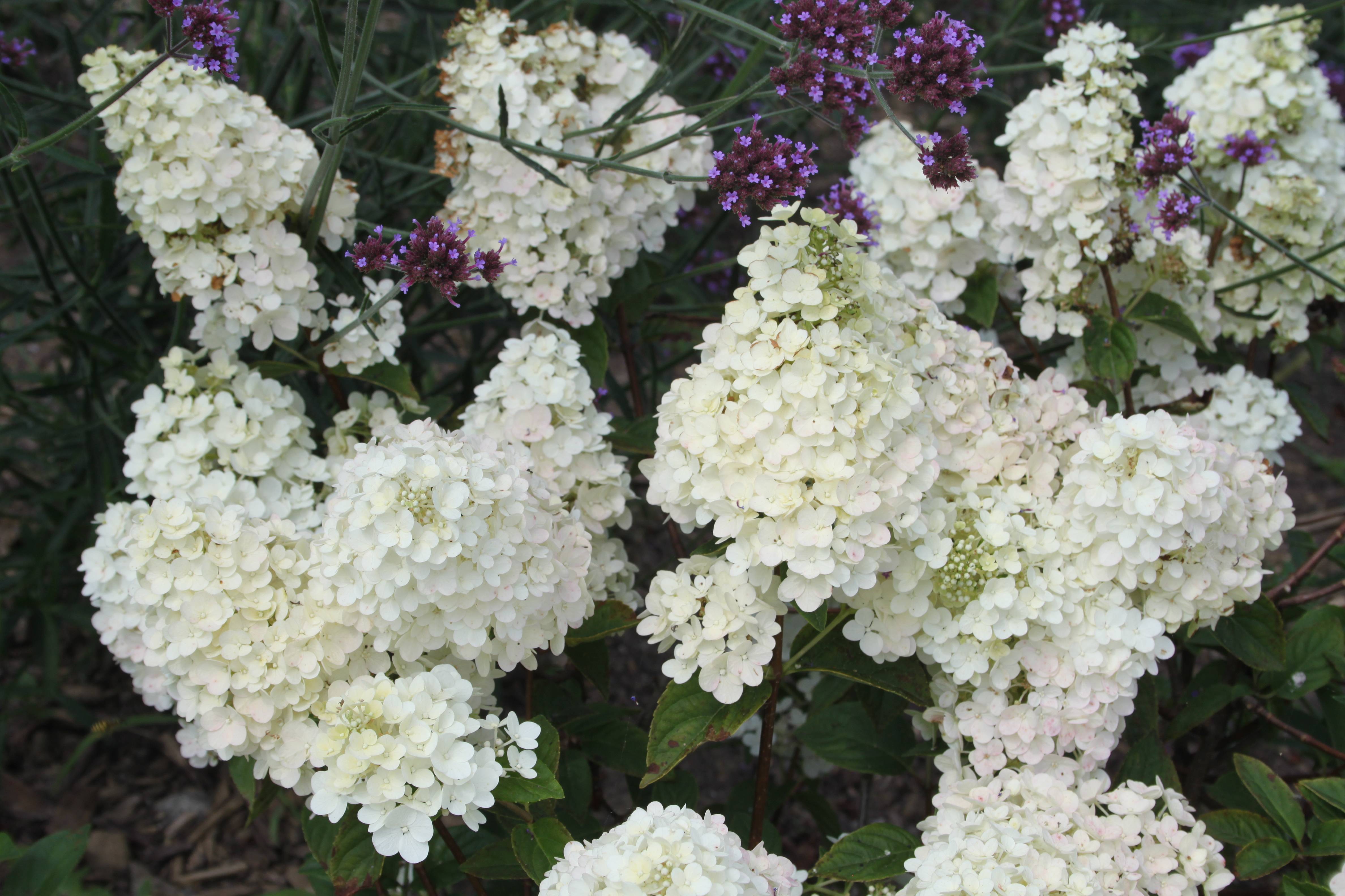 Hortensia paniculata 'Sundae Fraise® - Image 1