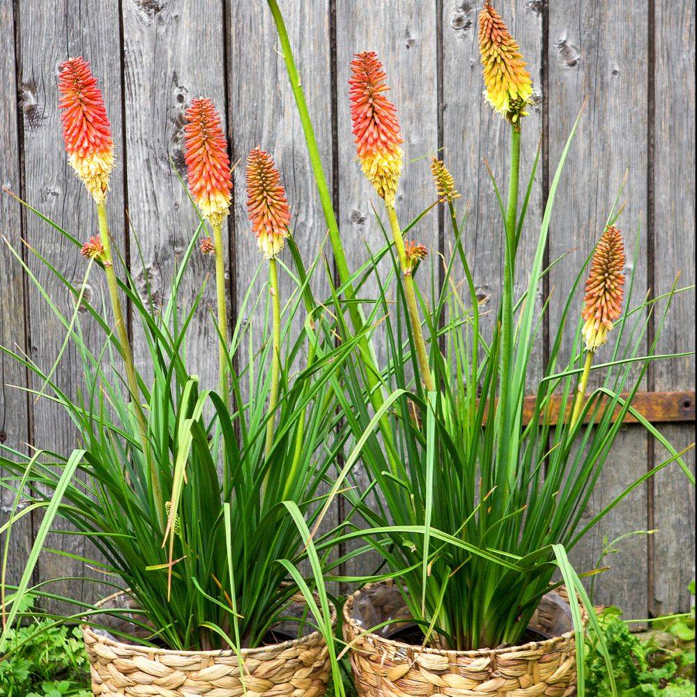 Kniphofia uvaria 'Grandiflora' Théma: les insolites - Tison de Satan (Tritoma) - Image 2